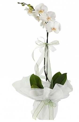 Tekli Beyaz Orkide  Hediye Çiçek kaliteli taze ve ucuz çiçekler 
