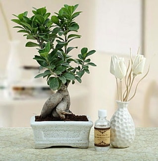 Ginseng ficus bonsai  Hediye iek iek yolla , iek gnder , ieki  