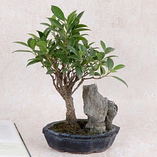 Japon aac Evergreen Ficus Bonsai  Hediye iek uluslararas iek gnderme 