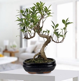 Gorgeous Ficus S shaped japon bonsai  Hediye Çiçek çiçek siparişi vermek 