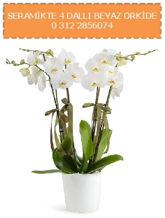 Seramikte 4 dallı beyaz orkide  Hediye Çiçek çiçek yolla , çiçek gönder , çiçekçi  