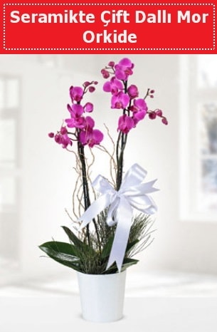 Seramikte Çift Dallı Mor Orkide  Hediye Çiçek ucuz çiçek gönder 