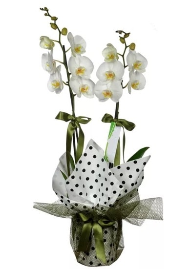 Çift Dallı Beyaz Orkide  Hediye Çiçek çiçek , çiçekçi , çiçekçilik 
