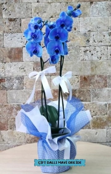 çift dallı ithal mavi orkide  Hediye Çiçek 14 şubat sevgililer günü çiçek 