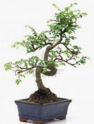 S gövde bonsai minyatür ağaç japon ağacı  Hediye Çiçek çiçek online çiçek siparişi 