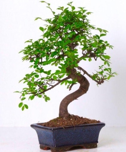 S gövdeli bonsai minyatür ağaç japon ağacı  Hediye Çiçek uluslararası çiçek gönderme 