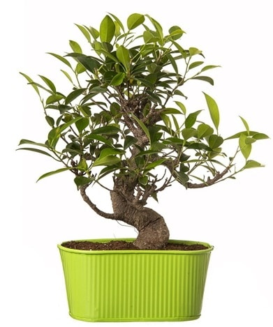 Ficus S gövdeli muhteşem bonsai  Hediye Çiçek yurtiçi ve yurtdışı çiçek siparişi 