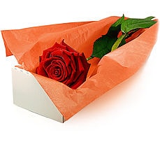  Hediye Çiçek internetten çiçek satışı  Kutuda tek gül özel kisilere